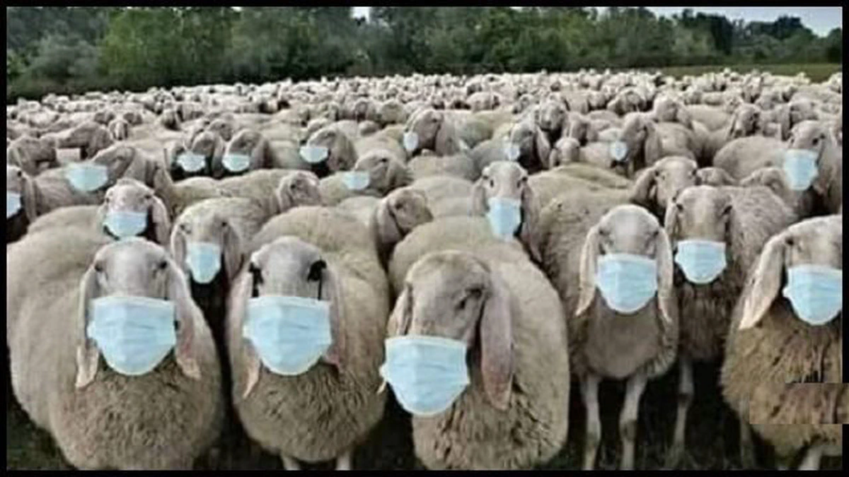 «Eh, pero si ya estamos siendo controlados» 